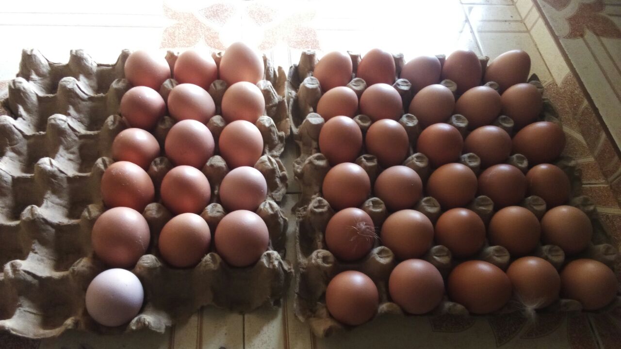 Hühnerzucht Hühnerstall Afrika Kenia